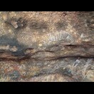 Felszeichnungen der Aborigines unter einem Überhang am „Kuniya-Walk“